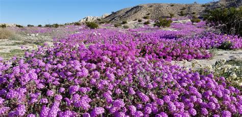 Desert Sand Verbena - Anza Borrego