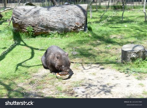 Wombat Eating His Food Stock Photo 2212017985 | Shutterstock