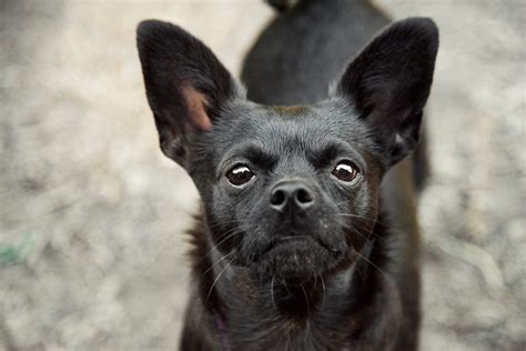 The Cutest Black Dog Breeds to Adopt in 2021 | Reader's Digest