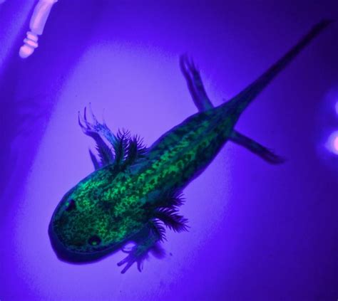 Glowing GFP Axolotl Morphs - Types and Colors