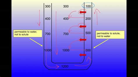 What Is Countercurrent Multiplier