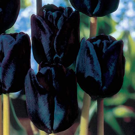 Black tulip. Black tulips take you to a land of mystery and elegance ...