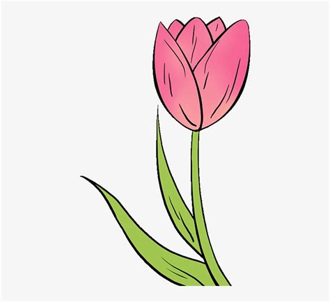 How To Draw A - Tulip Flowers Drawing Easy Transparent PNG - 680x678 - Free Download on NicePNG