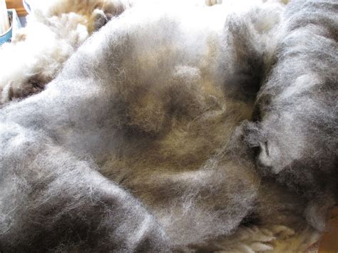 Spotted Sheep Shop: Wool Fiber ~ Jacob Sheep Wool Rolags & Batts For Sale