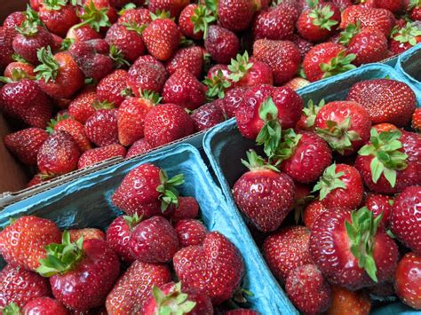 Strawberry Picking Season: The Complete Guide (Updated 2020)