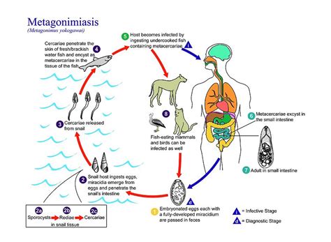 Metagonimiasis Parasite Life Cycle Photograph by Cdc/science Photo ...