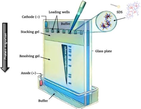 Polyacrylamide Gel Electrophoresis (PAGE): Principle and Procedure • Microbe Online