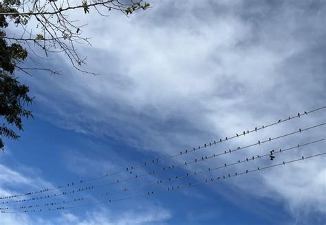 Two birds on a wire : r/Unexpected