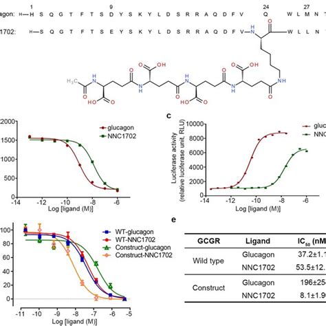 Structure of the glucagon receptor in complex with a glucagon analogue | Request PDF