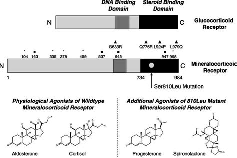 Upper panel : structures of the mineralocorticoid receptor (MR) and the... | Download Scientific ...