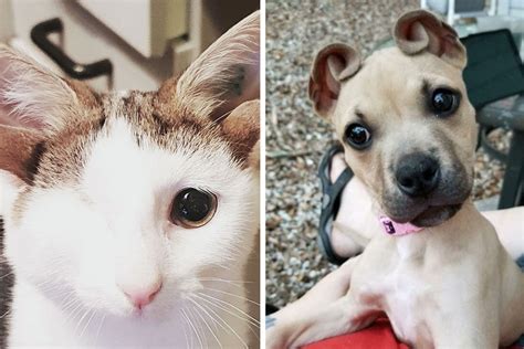 119 Of The Rarest Genetic Mutations Ever Spotted In Pets (New Pics)