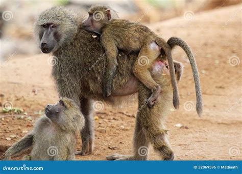 Family of Olive Baboons (Papio Anubis) Stock Photo - Image of papio, mother: 32069596