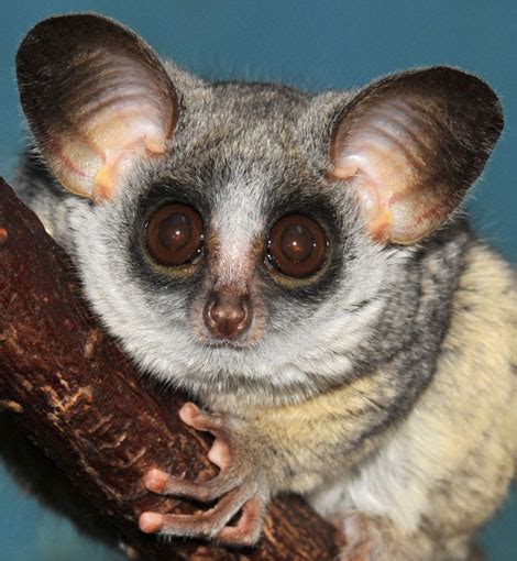 Galago - ZooBorns