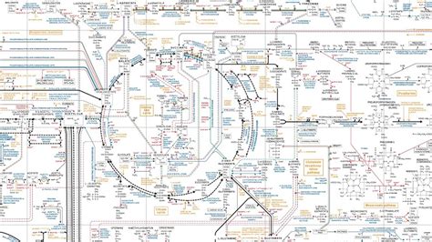 Roche | Biochemical Pathways