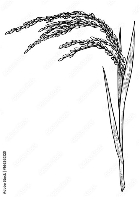 Rice illustration, drawing, engraving, ink, line art, vector Stock ...