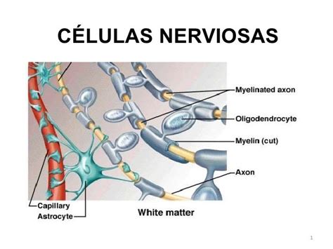 Cual Es La Funcion De La Celula Nerviosa - Compartir Celular