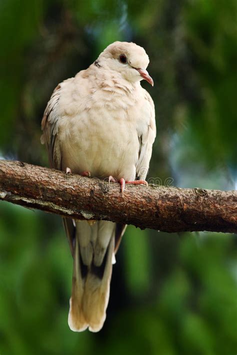 Eurasian Collared Dove, Streptopelia Decaocto, Bird Sitting on the ...