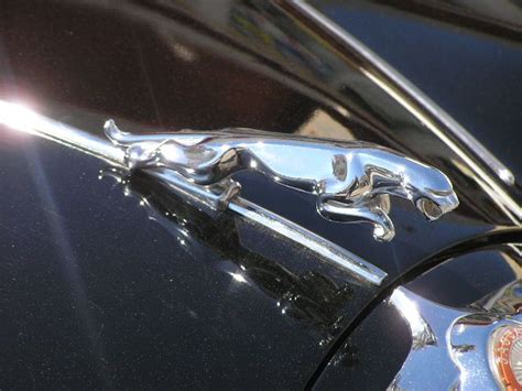 Venerable Jaguar marque hood ornament | Hood ornaments, Jaguar, Automobile