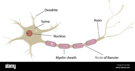 Neuron Labeled Diagram Stock Vector Image & Art - Alamy