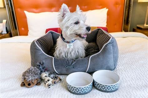 Vacation with the Pups: Best Dog Friendly Places to Stay in Massachusetts | Elliot's House, LLC