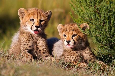 Birth of cheetah cubs brings good tidings for conservationists