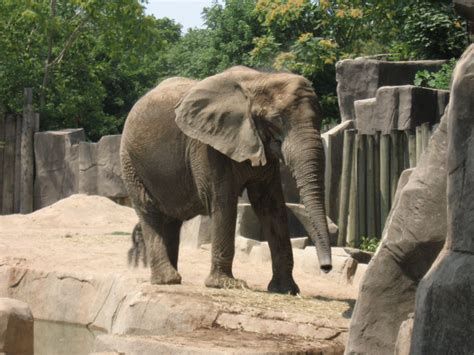 Elephant at Brookfield Zoo 2009 Brookfield Zoo, Zoos, Elephant, Animals ...