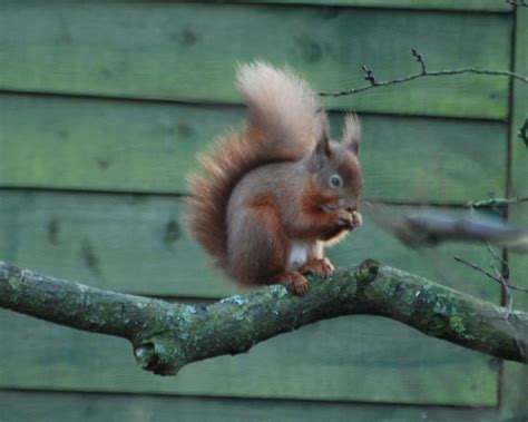 Loch Leven wildlife | Jacklyn Calvard | Flickr