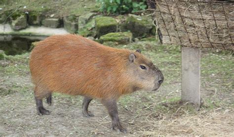 Rainforest Capybara - Top Facts, Information & Pictures