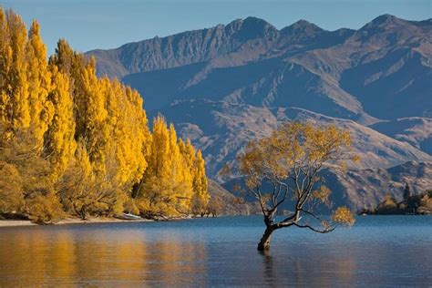 De 10 beste tours en tickets - Lake Wanaka - Viator