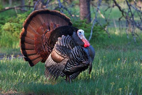 Eastern Turkey (Wild Turkey) - A-Z Animals