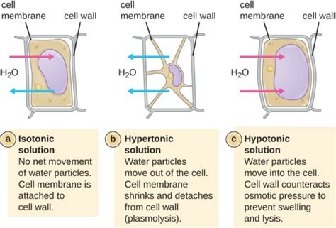 Difference Between Plasmolysis and Cytolysis | Compare the Difference ...