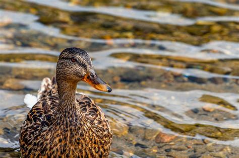 Birds are Amazing: The Mallard Duck