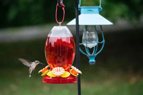 How to Clean a Hummingbird Feeder in 8 Easy Steps (With Pictures) - Optics Mag