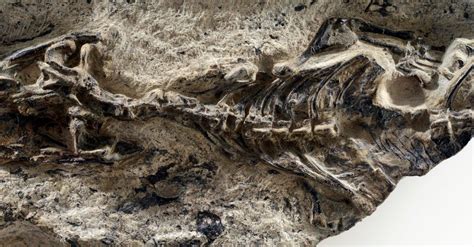 A Mysterious Fossil Points to the Origins of Lizards and Snakes - The New York Times