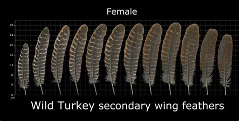 The Feather Atlas - Feather Identification and Scans - U.S. Fish and ...