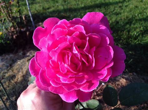 Grafting roses - General Gardening - Growing Fruit