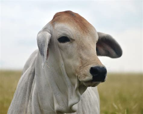 Why Texas Loves Brahman Cattle - Texas Landowners Association