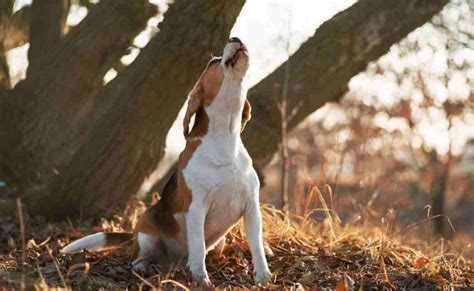 Why Is My Dog Howling All Night? 7 Reasons Exposed - Puppies Diary