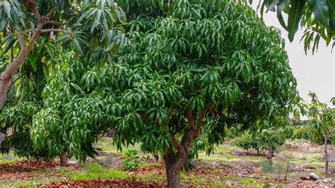 Pruning Mango Trees: How To Prune A Mango Tree