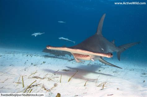 Great Hammerhead Shark Facts, Pictures & Video. Discover An Incredible ...