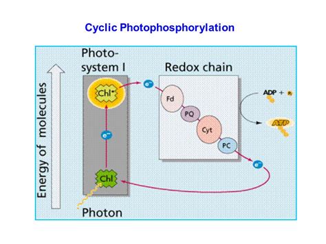 Photosynthesis Photosynthesis is a process by which green plants and ...