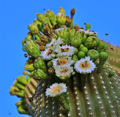 Saguaro Cactus Flower Images | Sonoran Desert Pictures | Live Science