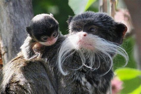 Tamarin - Alchetron, The Free Social Encyclopedia