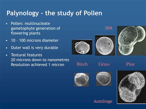 PPT - Auto-Palynology PowerPoint Presentation, free download - ID:1484368