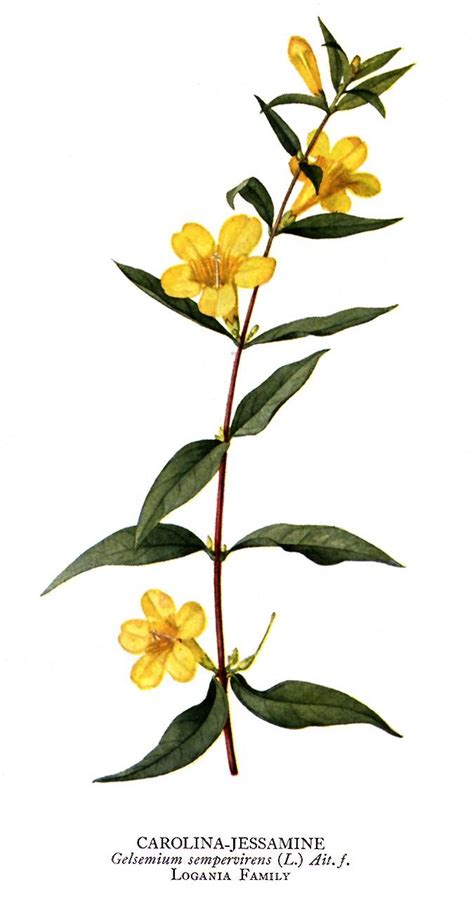 Yellow Jasmine Flower Drawing - Beautiful Insanity