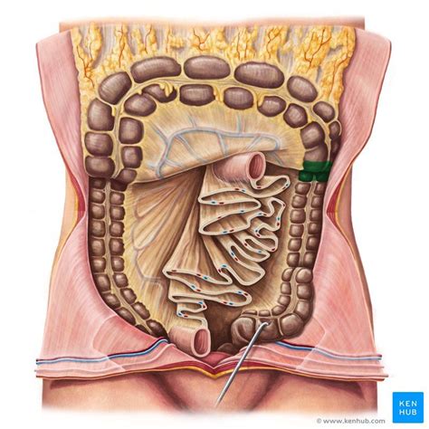 Left colic flexure (Flexura coli sinistra); Image: Irina Münstermann ...