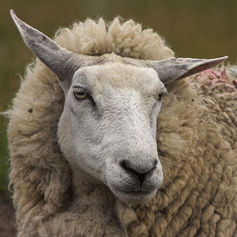 Funny sheep face |Funny Animal