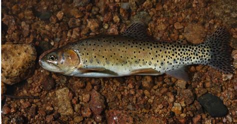 Greenback Cutthroat Trout (Oncorhynchus clarkii stomias) | U.S. Fish & Wildlife Service