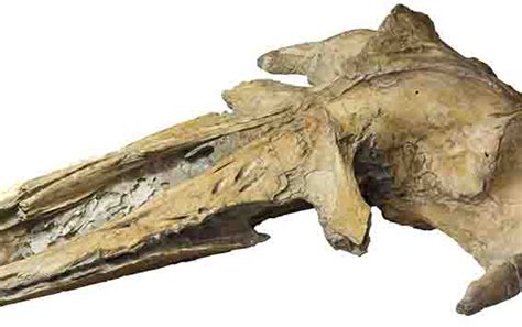 New Peruvian whale fossil discovery sheds light on whale lineages ...