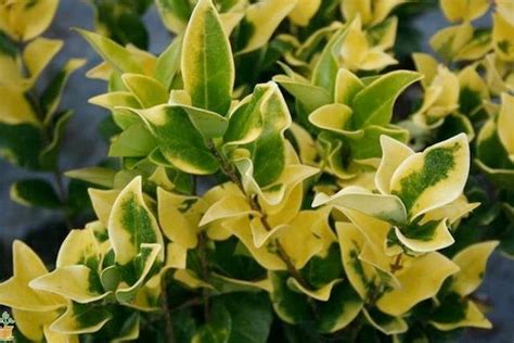 Deer Resistant Evergreen Shrubs — PlantingTree.com